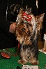  - paris dogshow 2011