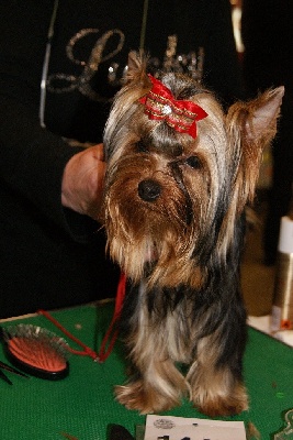 De la villa du sieur paoli - paris dogshow 2011