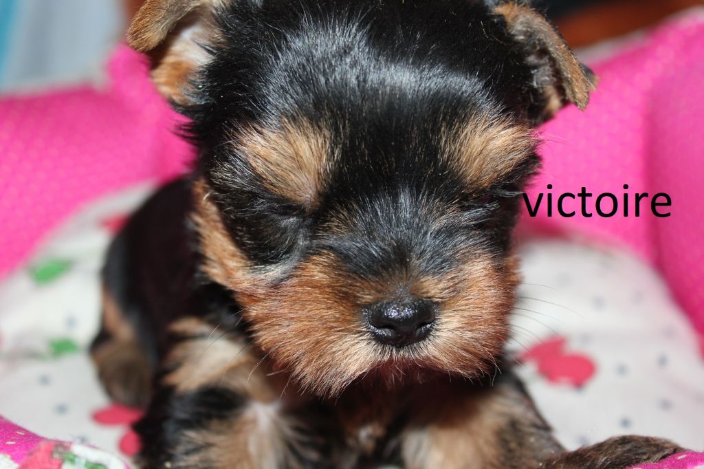 De la villa du sieur paoli - Chiot disponible  - Yorkshire Terrier