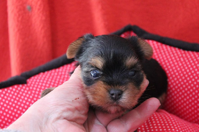 De la villa du sieur paoli - Yorkshire Terrier - Portée née le 03/04/2023