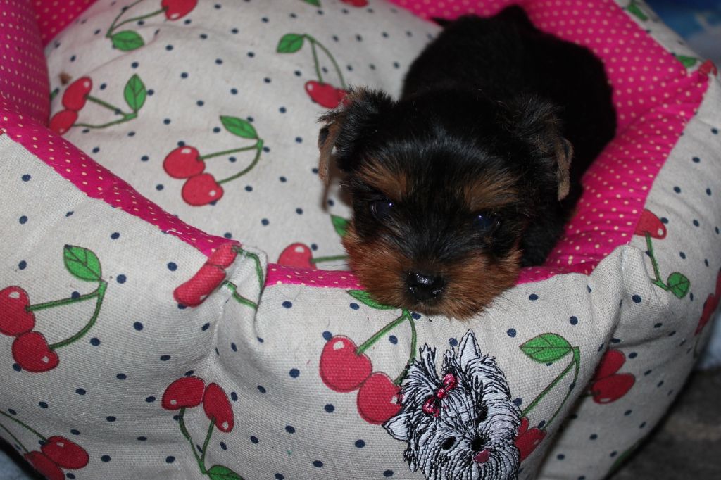 De la villa du sieur paoli - Chiot disponible  - Yorkshire Terrier