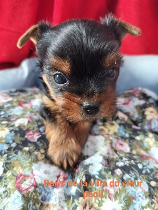 De la villa du sieur paoli - Chiots disponibles - Yorkshire Terrier