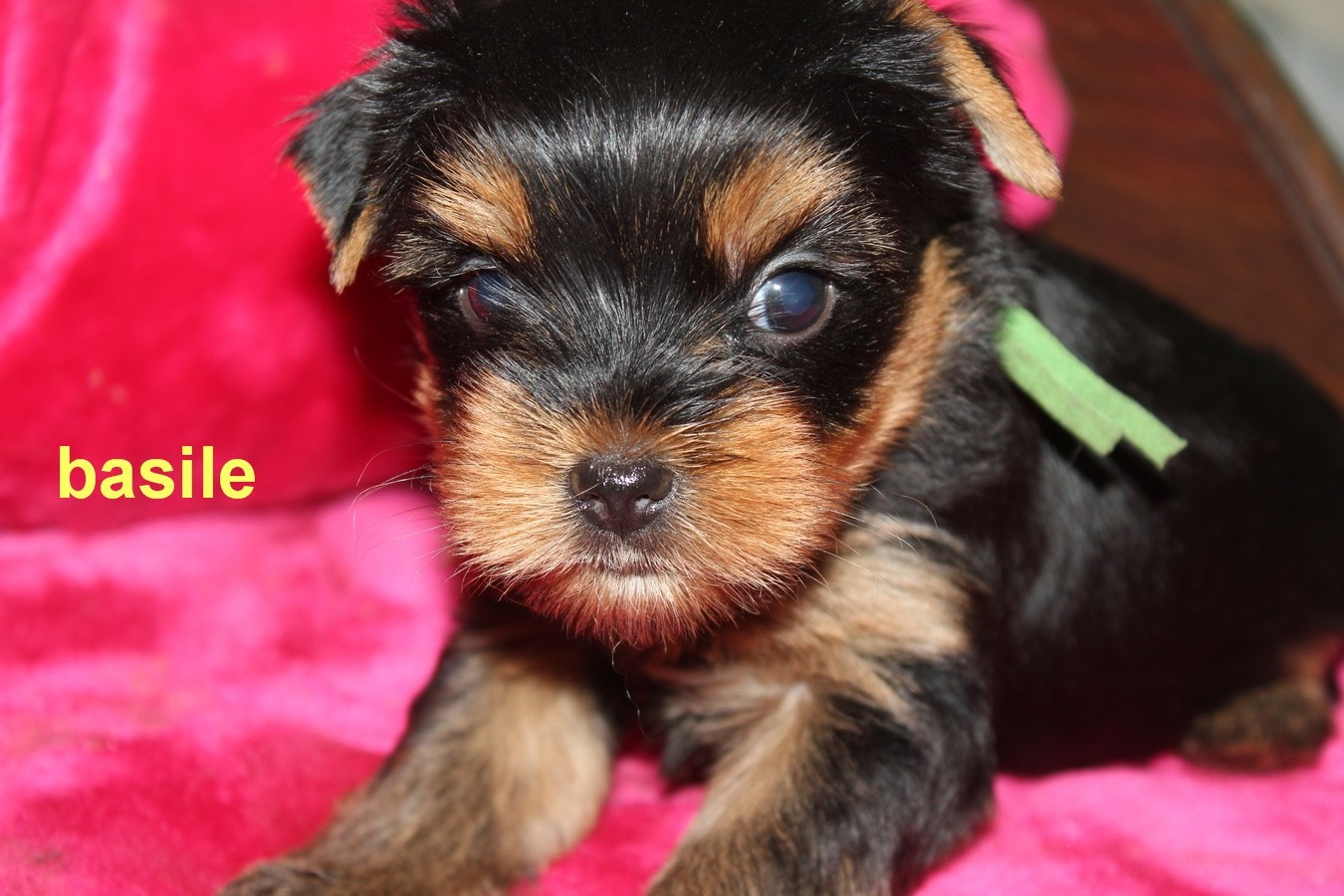 De la villa du sieur paoli - Chiots disponibles - Yorkshire Terrier