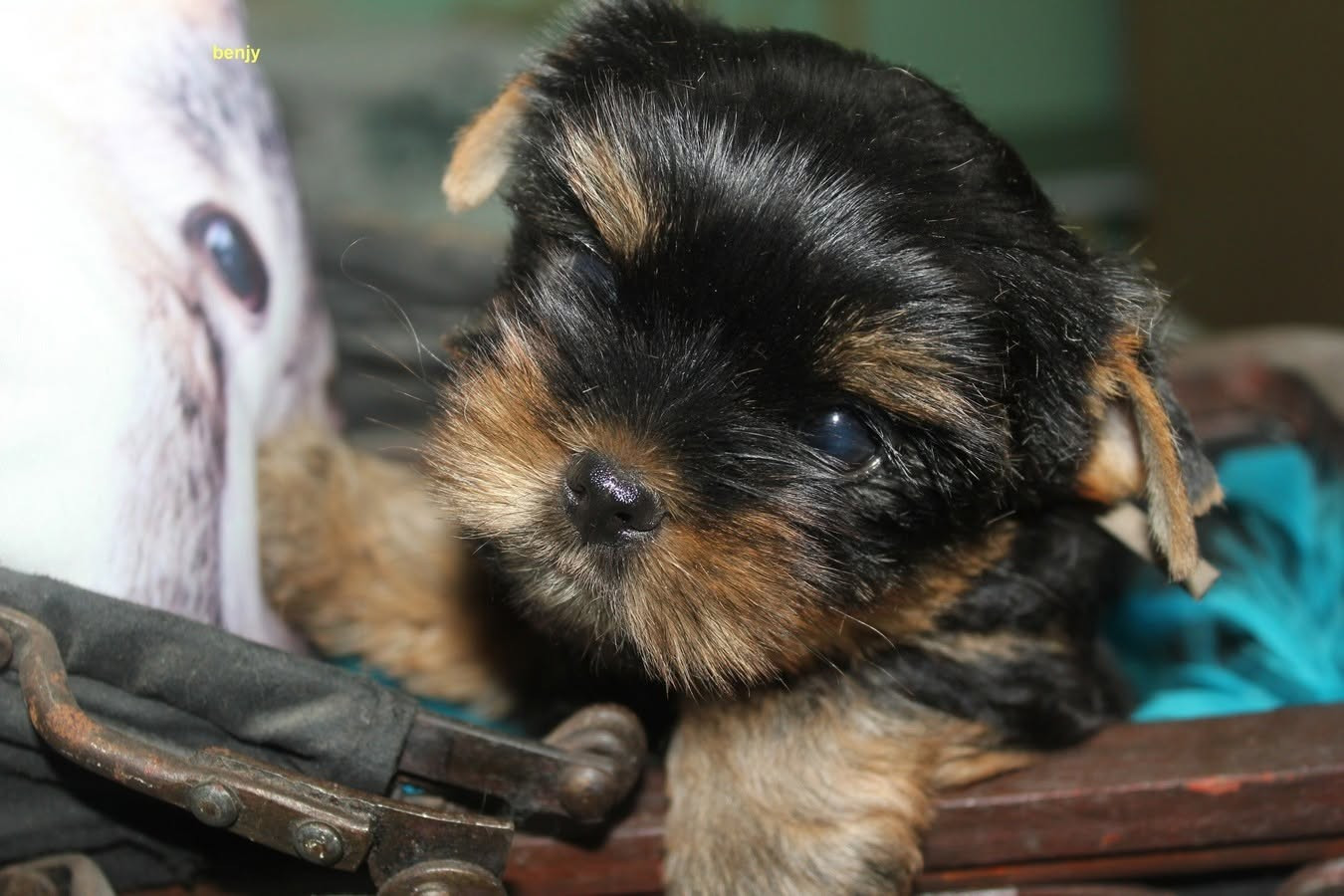 De la villa du sieur paoli - Chiots disponibles - Yorkshire Terrier
