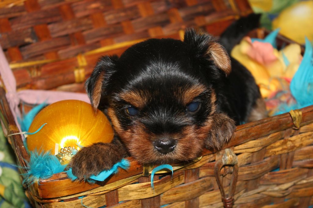 De la villa du sieur paoli - Yorkshire Terrier - Portée née le 26/03/2024