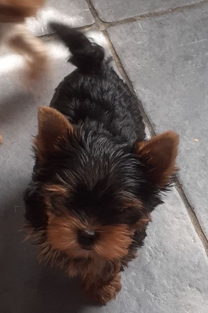 De la villa du sieur paoli - Yorkshire Terrier - Portée née le 09/07/2021