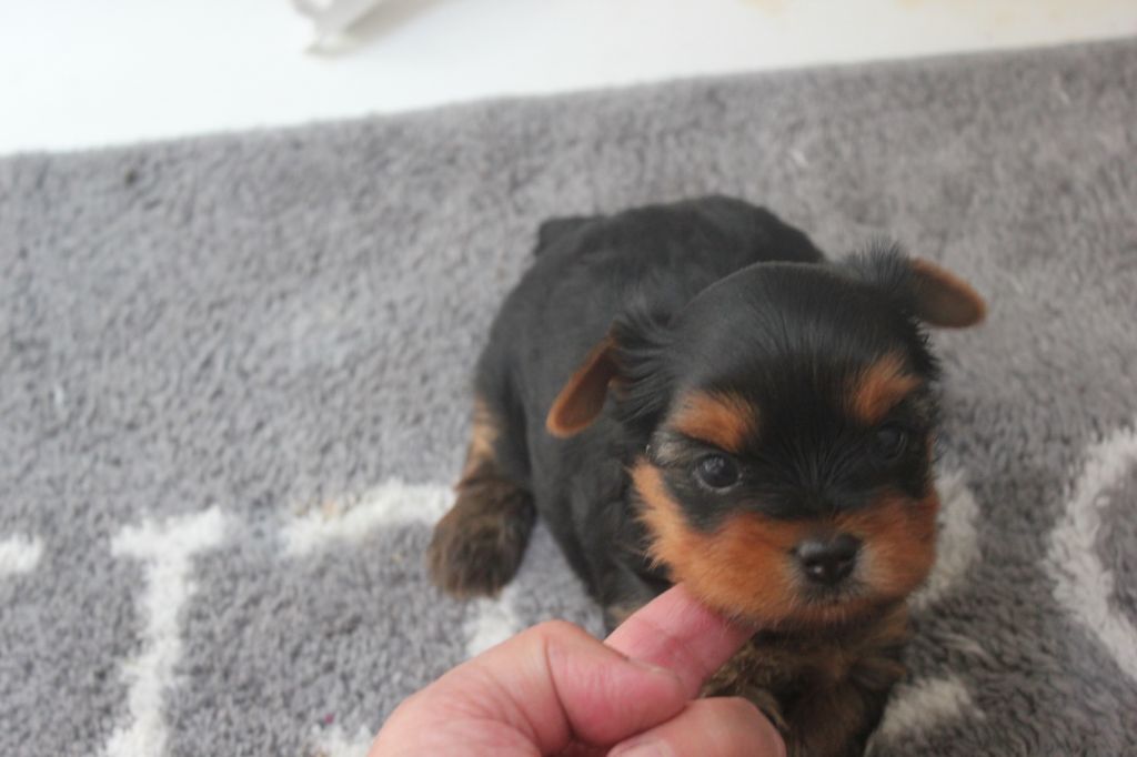 De la villa du sieur paoli - Yorkshire Terrier - Portée née le 28/06/2022