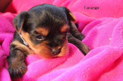 CHIOT 4